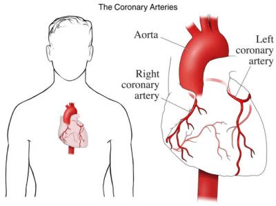 si1902_the coronary arteries