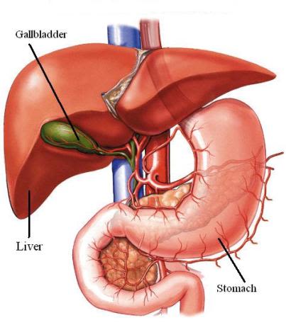 AC00035-nl_gallbladder and liver.jpg
