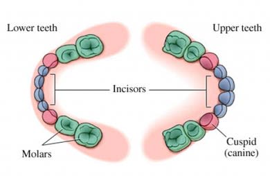 Nucleus factsheet image