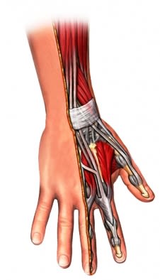 extensor tendon