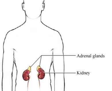 Adrenal Kidney