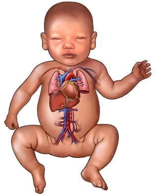 Infant cardiopulmonary system