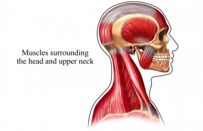 Neck Muscles
