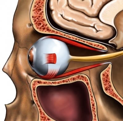 Eye bone socket nerve