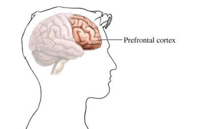 Prefrontal cortex brain