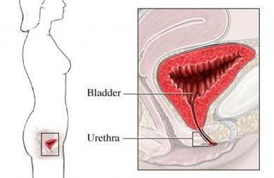 Bladder and uretha female