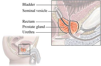 Anatomy of the Prostate Gland