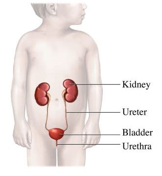 si55551330_urinary tract child.jpg