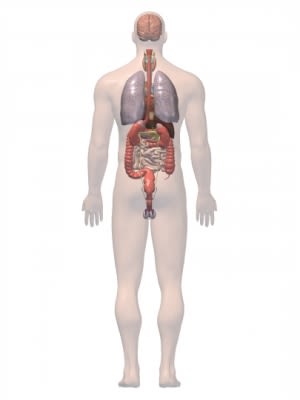 Digestion tract and Lungs 3D