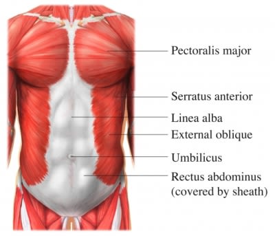 Trunk Core Muscles