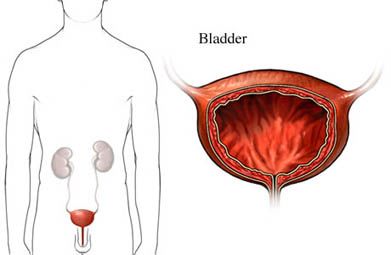 The bladder