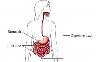si55551180_97870_1_digestive_tract