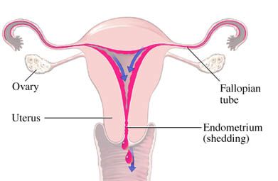 Menstrual Flow