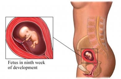 9th week fetus
