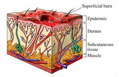 Nucleus factsheet image