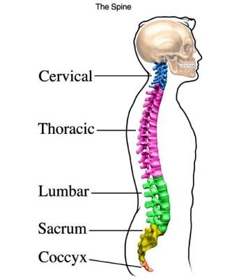 si1936_parts of spine