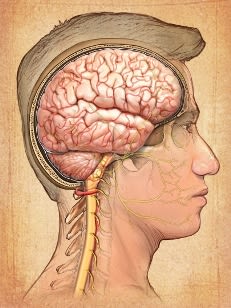 Intelligence location in brain
