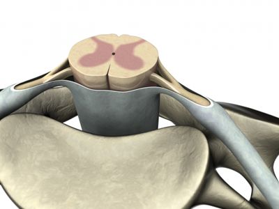 Spinal Cord