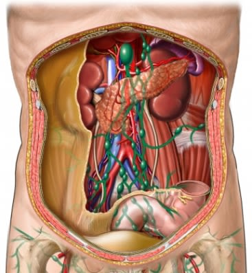 Lymph and vessels in Abdomine