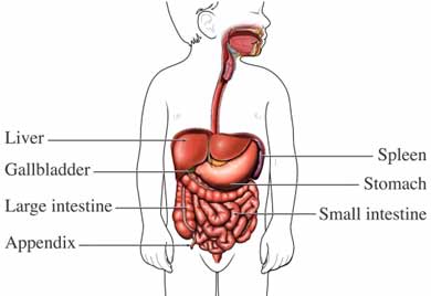 Child intestines