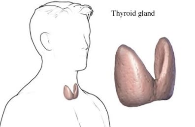 thyroid gland male