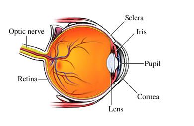 Normal Anatomy of the Eye