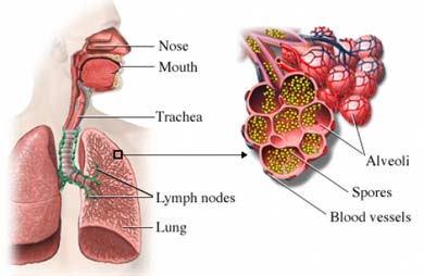 Spores in lungs