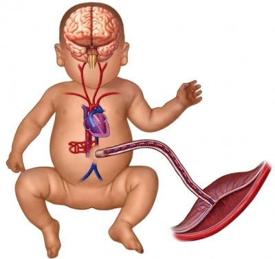 baby fetus placenta