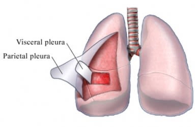 Pleura of the Lungs
