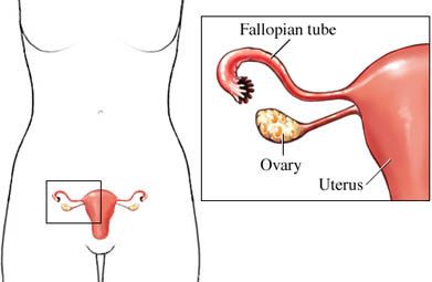 Fallopian Tube, Ovary, and Uterus