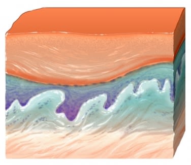 skin layers cross section