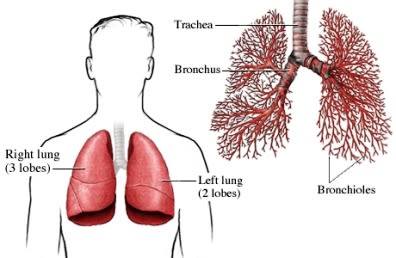 lungs and bronchioles
