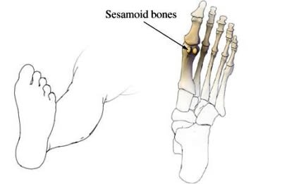 sesamoid bone foot