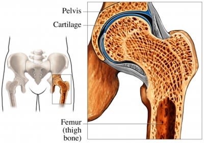 Hip cartilage