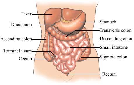 Normal Anatomy of the Large and Small Intestine