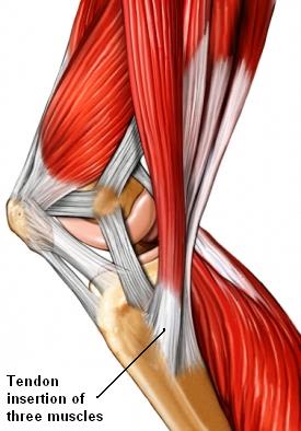 medial knee muscle insertion