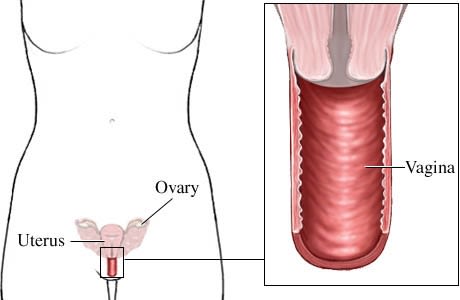 Vagina