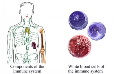 Immune system white blood cell