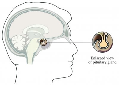 Pituitary Gland Male
