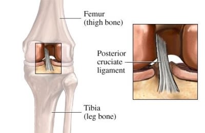 si55550644_97870_1_Posterior_Cruciate_Ligament