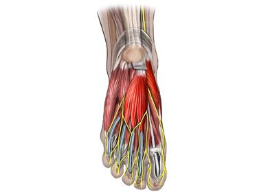 Foot Anatomy Nerve and muscle