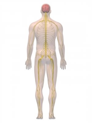 Nervous system posterior 3D