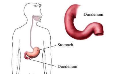 Upper GI stomach duodenum
