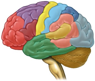 Colored brain segments