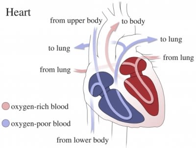 blood flow heart