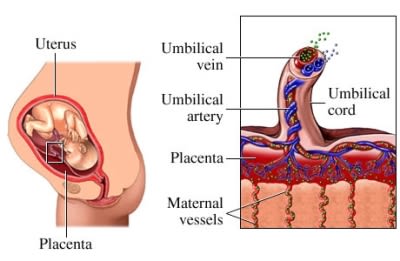 Placenta Function
