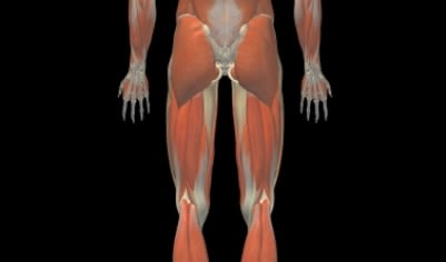 Posterior Thigh Muscles