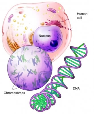 Chromosome_DNA