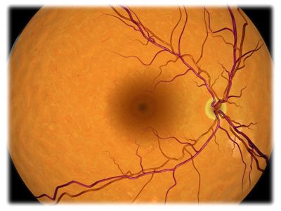 Retina of the Eye