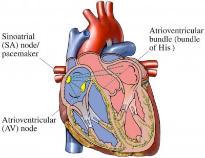 Electrical conduction of heart